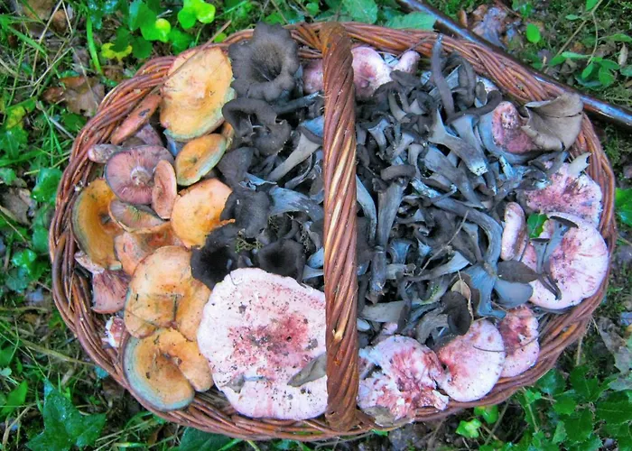 La Ribera Salada Kemp